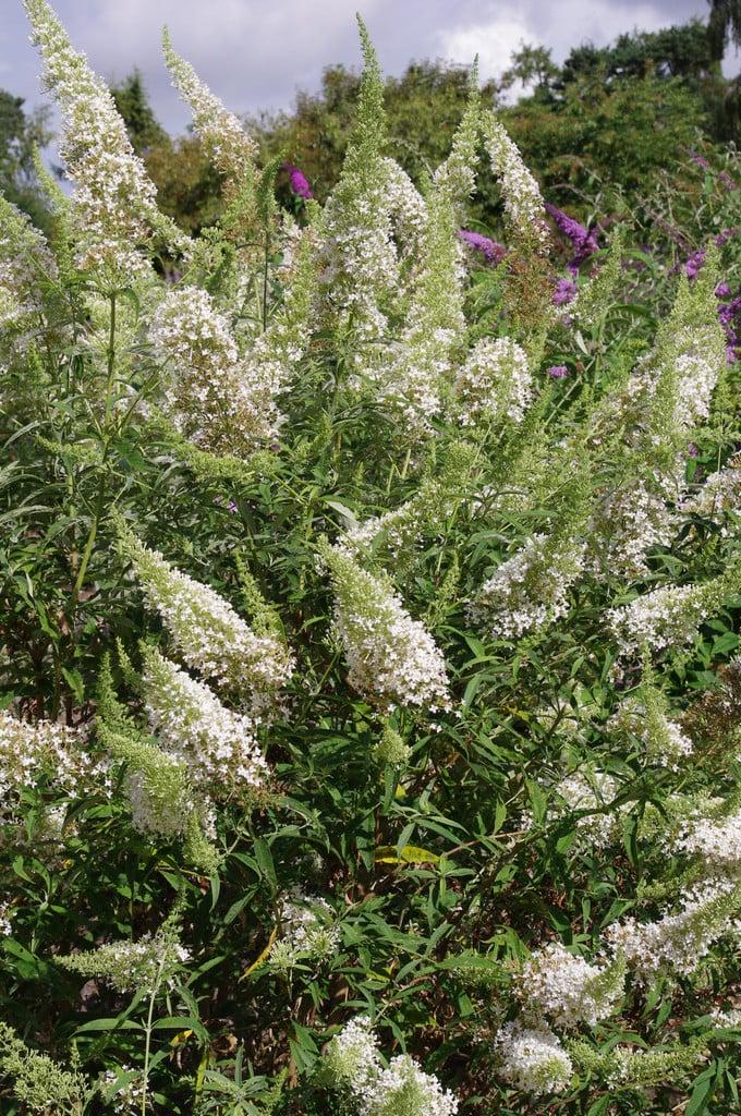 Buddleia Davidii 'nanho White' - View 7 from www redcrocus com