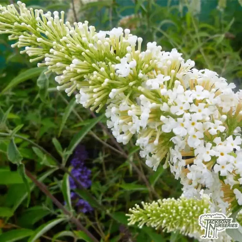 Buddleia Davidii 'nanho White' - View 9 from www redcrocus com