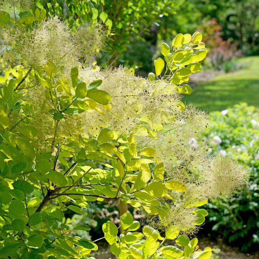 Cotinus Coggygria 'winecraft Gold' - View 10 from www redcrocus com