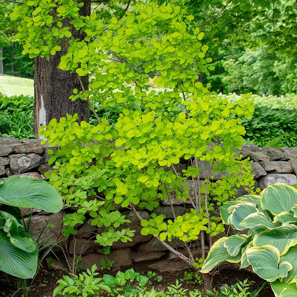 Cotinus Coggygria 'winecraft Gold' - View 11 from www redcrocus com
