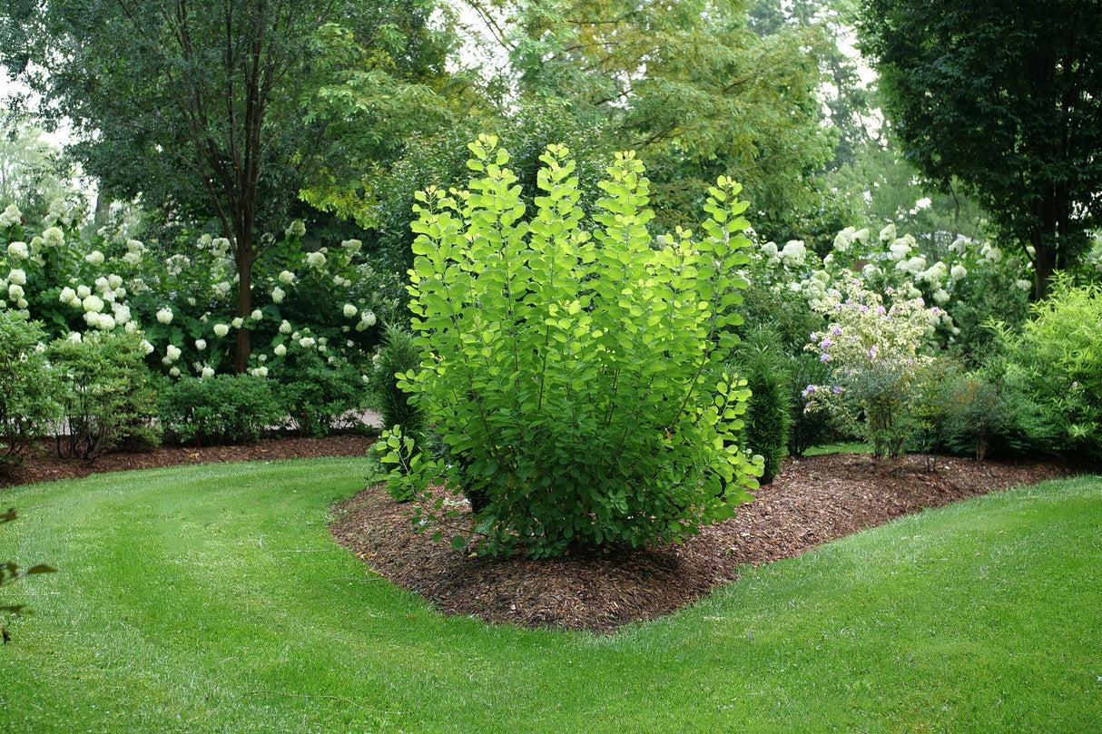 Cotinus Coggygria 'winecraft Gold' - View 13 from www redcrocus com