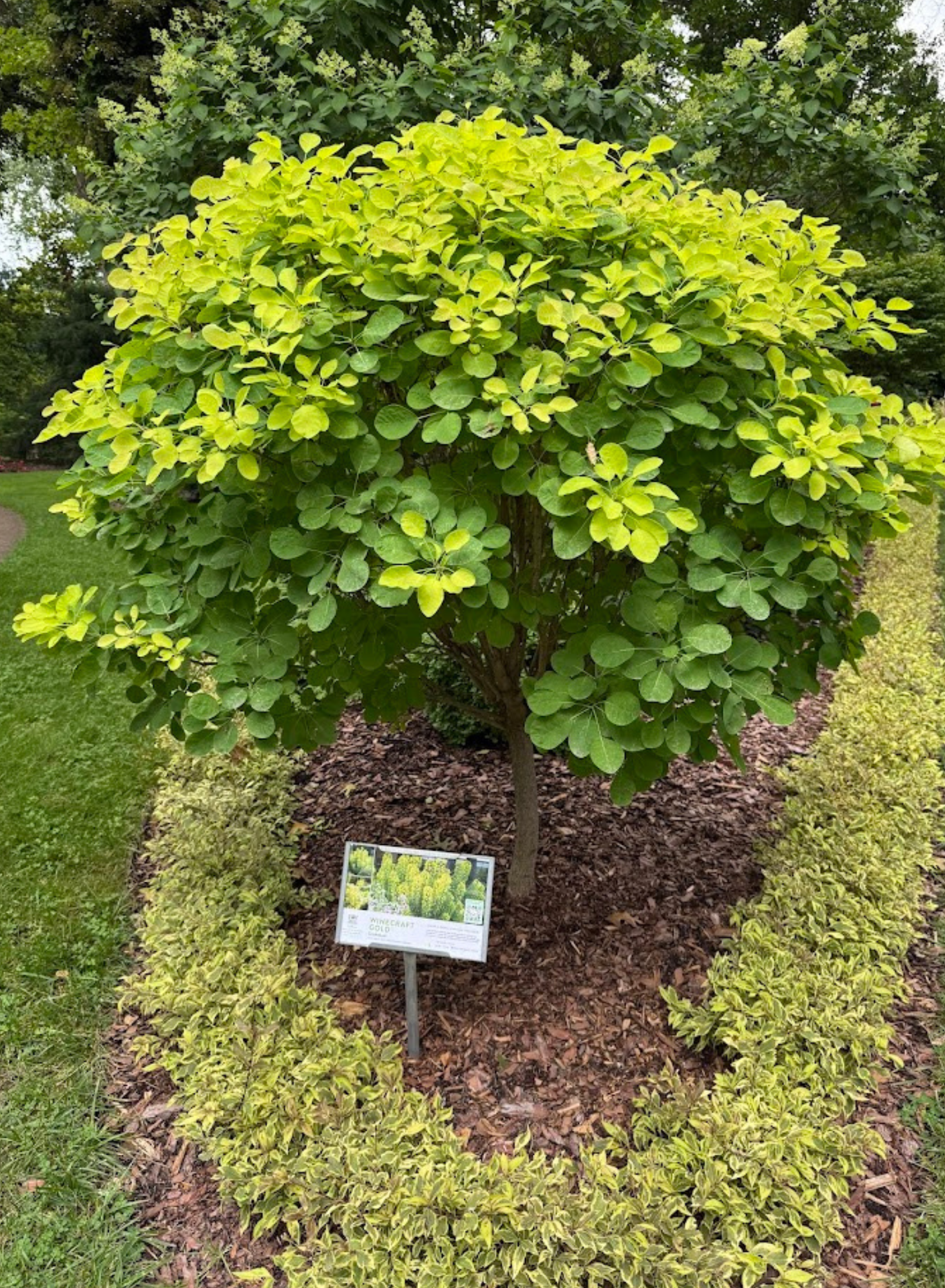 Cotinus Coggygria 'winecraft Gold' - View 14 from www redcrocus com
