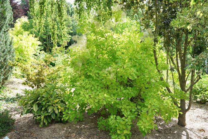 Cotinus Coggygria 'winecraft Gold' - View 14 from www redcrocus com