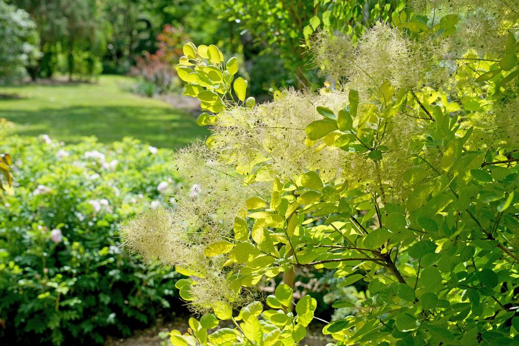 Cotinus Coggygria 'winecraft Gold' - View 16 from www redcrocus com