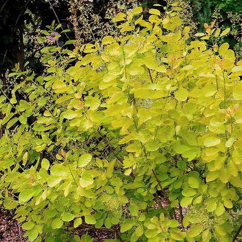 Cotinus Coggygria 'winecraft Gold' - View 17 from www redcrocus com