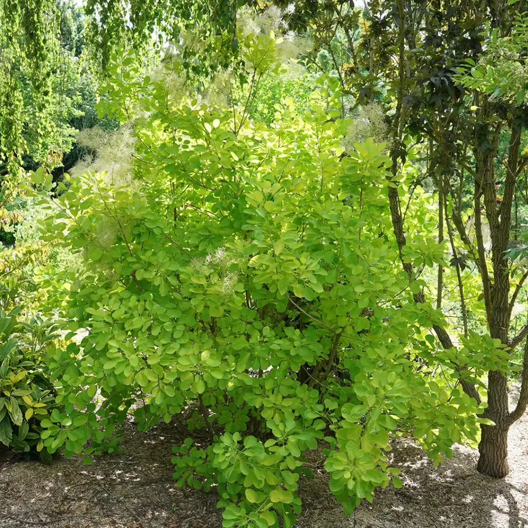 Cotinus Coggygria 'winecraft Gold' - View 18 from www redcrocus com