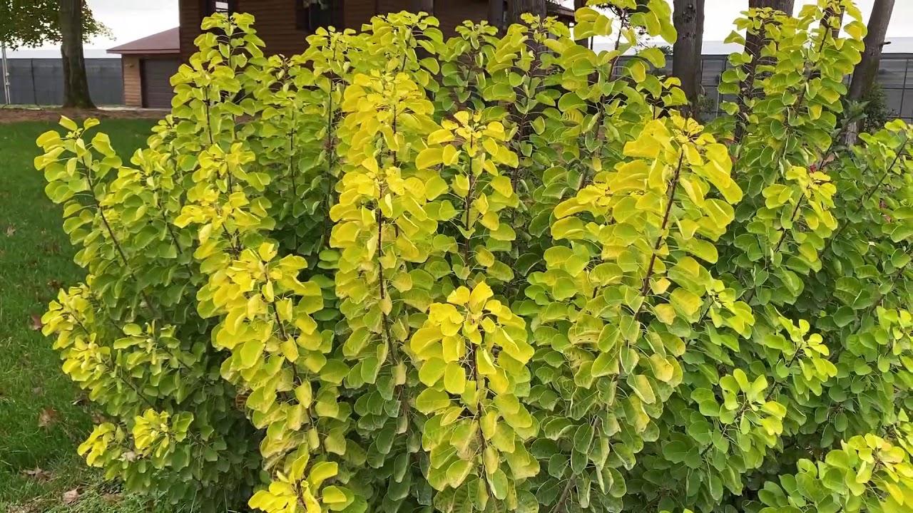 Cotinus Coggygria 'winecraft Gold' - View 19 from www redcrocus com