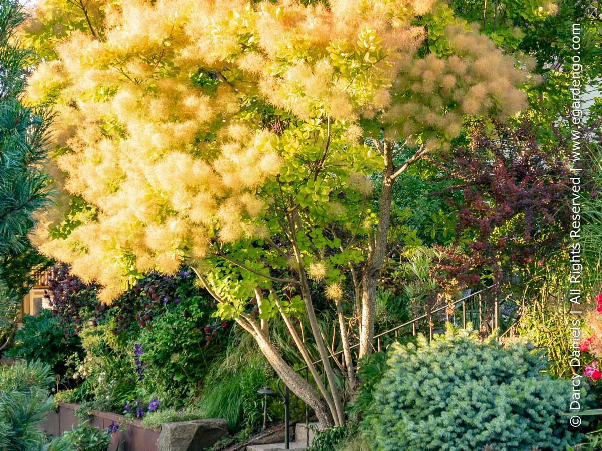 Cotinus Coggygria 'winecraft Gold' - View 20 from www redcrocus com