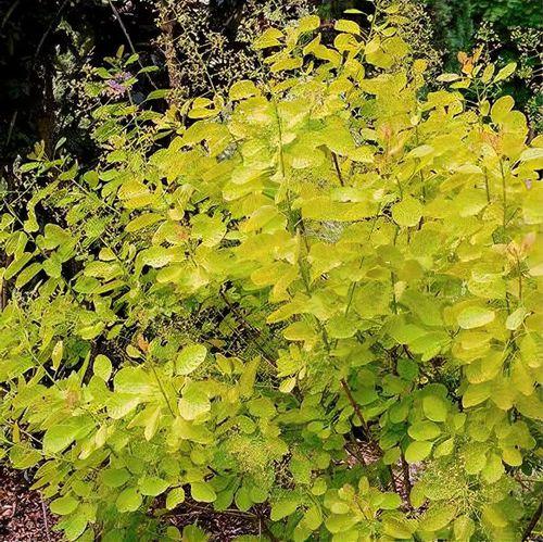 Cotinus Coggygria 'winecraft Gold' - View 21 from www redcrocus com