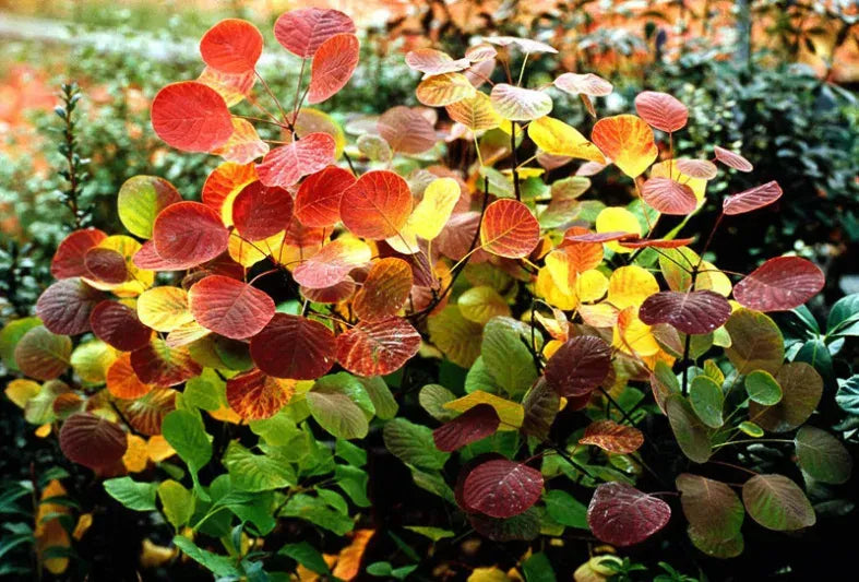 Cotinus Coggygria 'winecraft Gold' - View 22 from www redcrocus com