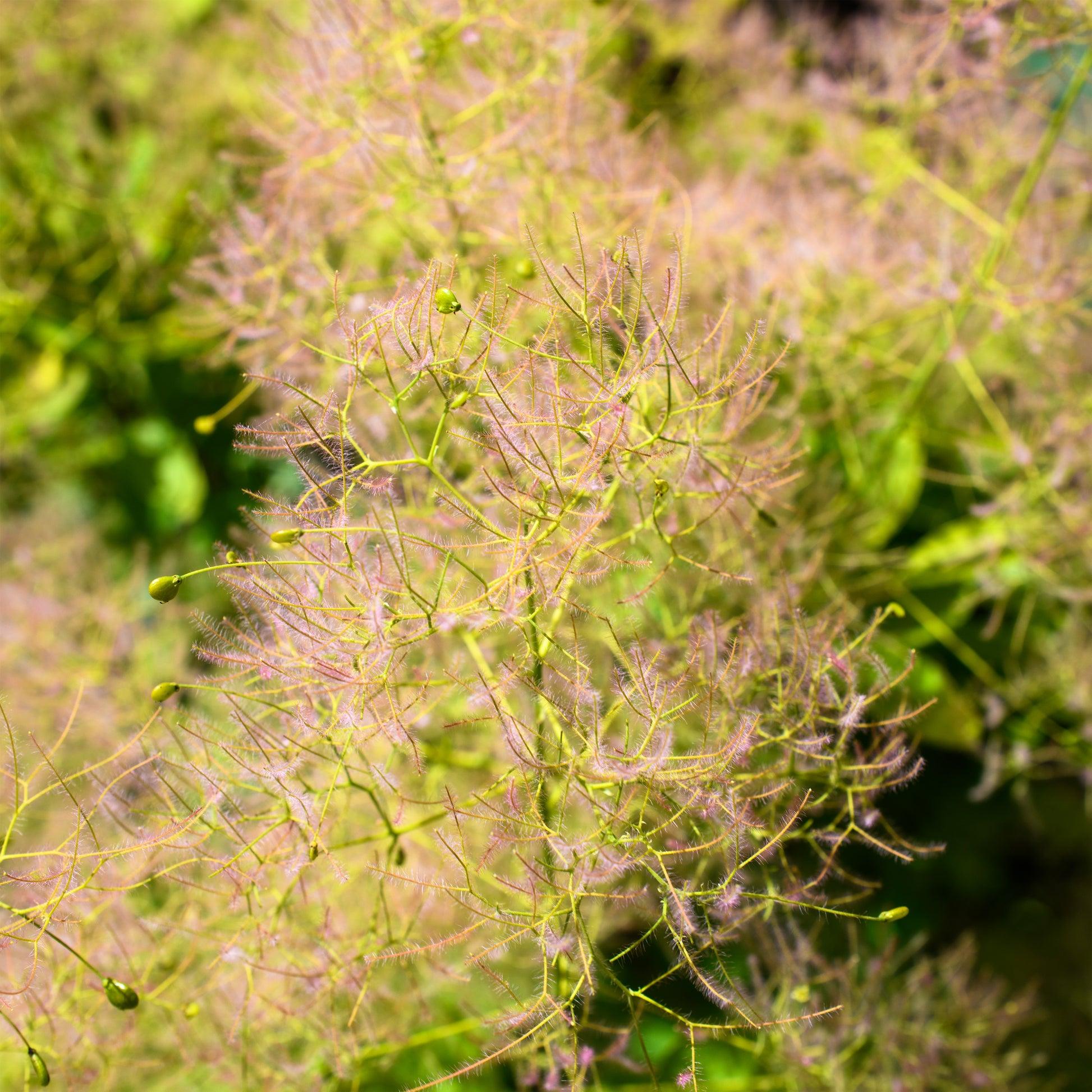 Cotinus Coggygria 'winecraft Gold' - View 23 from www redcrocus com