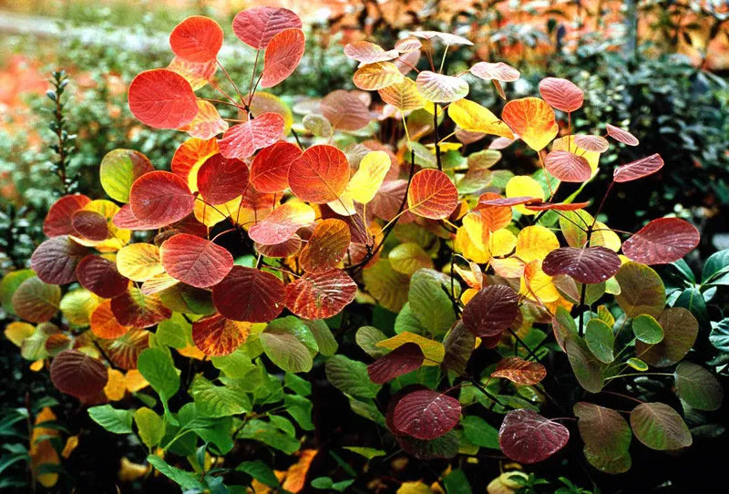 Cotinus Coggygria 'winecraft Gold' - View 24 from www redcrocus com