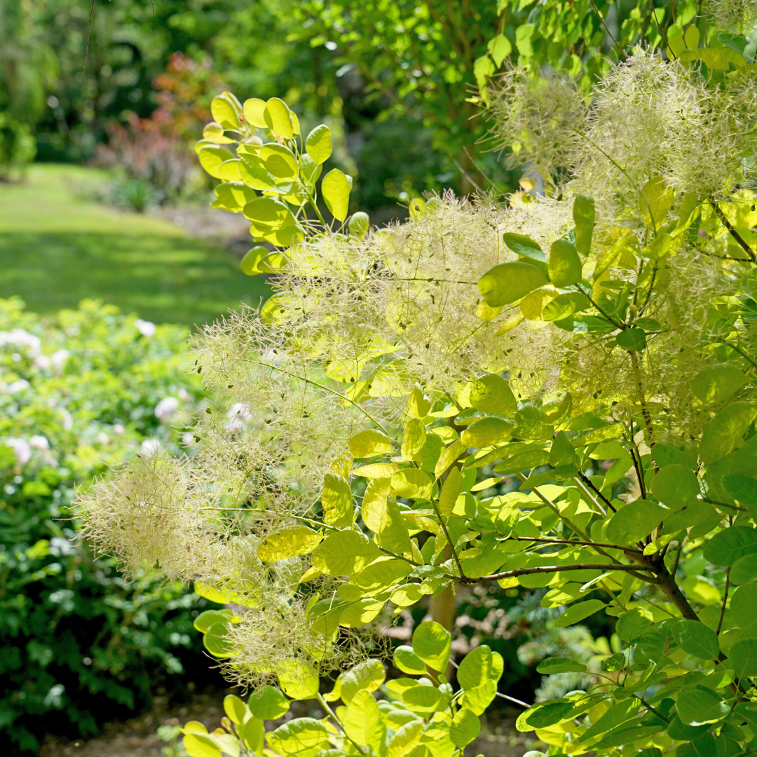 Cotinus Coggygria 'winecraft Gold' - View 25 from www redcrocus com