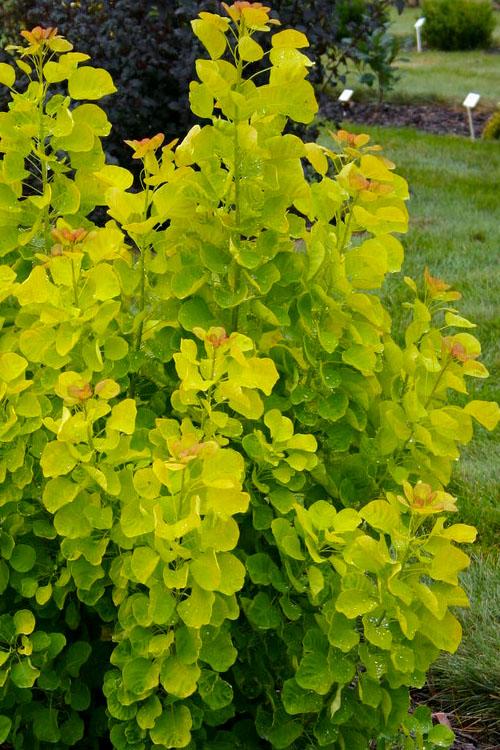 Cotinus Coggygria 'winecraft Gold' - View 25 from www redcrocus com