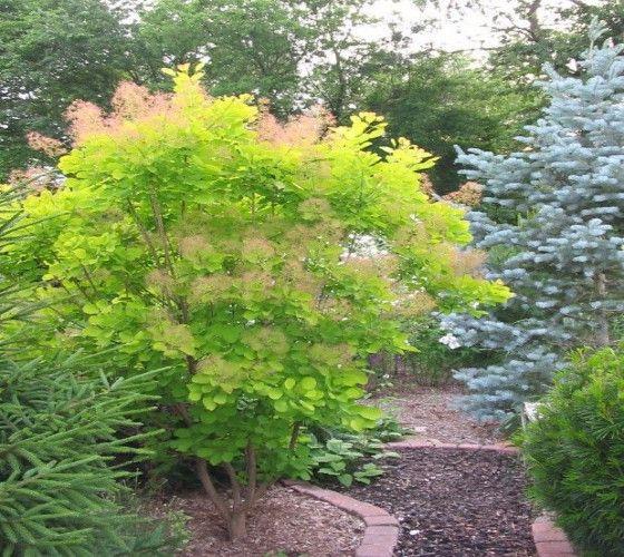 Cotinus Coggygria 'winecraft Gold' - View 26 from www redcrocus com