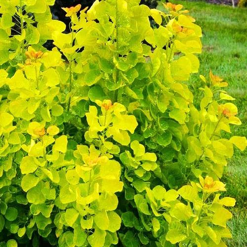 Cotinus Coggygria 'winecraft Gold' - View 28 from www redcrocus com
