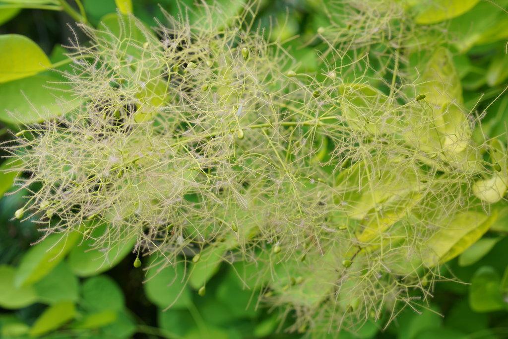Cotinus Coggygria 'winecraft Gold' - View 29 from www redcrocus com