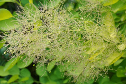 Cotinus Coggygria 'winecraft Gold' - View 29 from www redcrocus com