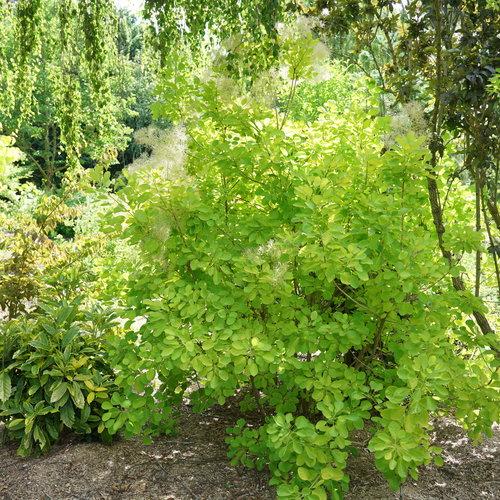 Cotinus Coggygria 'winecraft Gold' - View 2 from www redcrocus com
