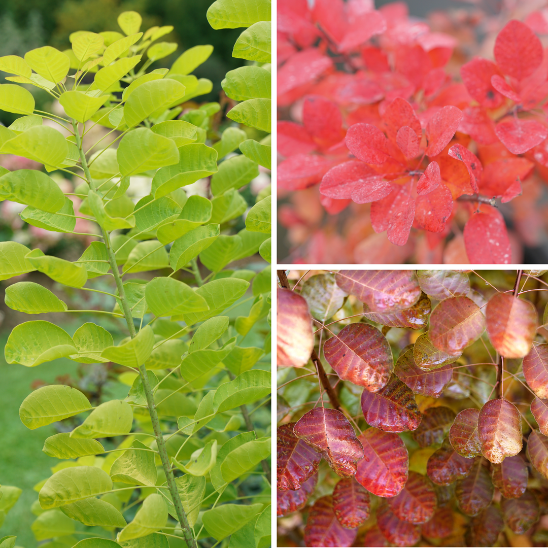 Cotinus Coggygria 'winecraft Gold' - View 31 from www redcrocus com
