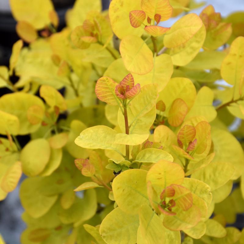 Cotinus Coggygria 'winecraft Gold' - View 33 from www redcrocus com