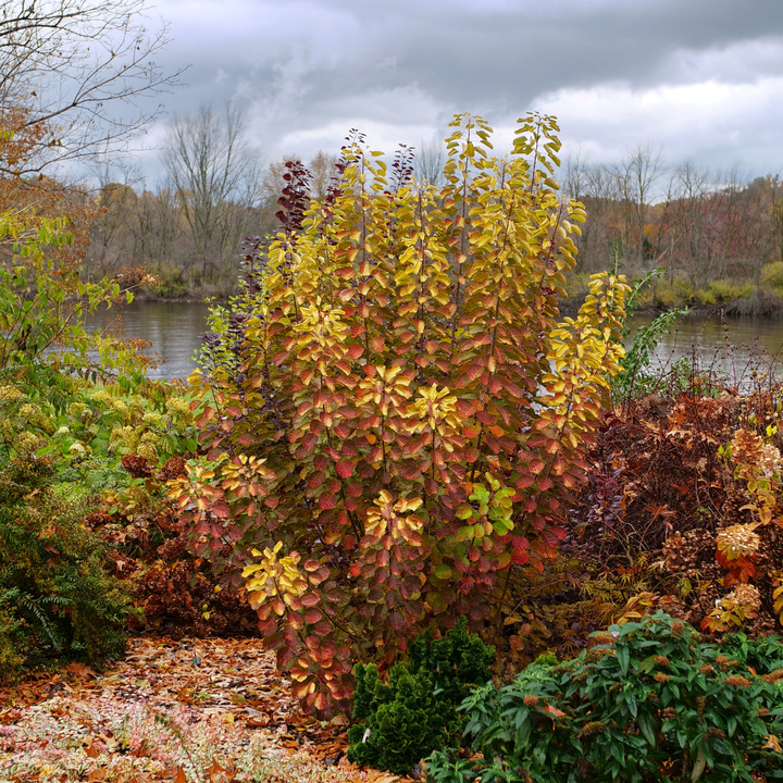 Cotinus Coggygria 'winecraft Gold' - View 34 from www redcrocus com