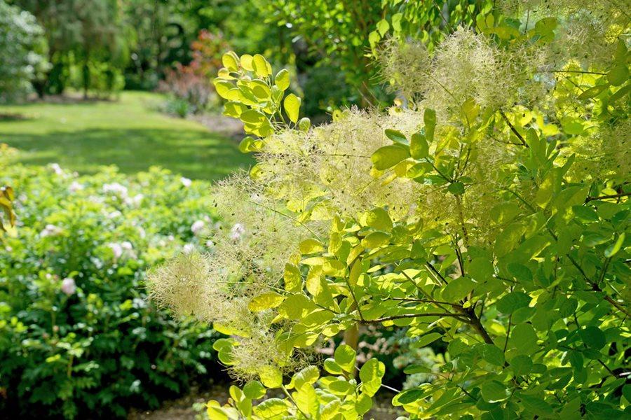 Cotinus Coggygria 'winecraft Gold' - View 37 from www redcrocus com