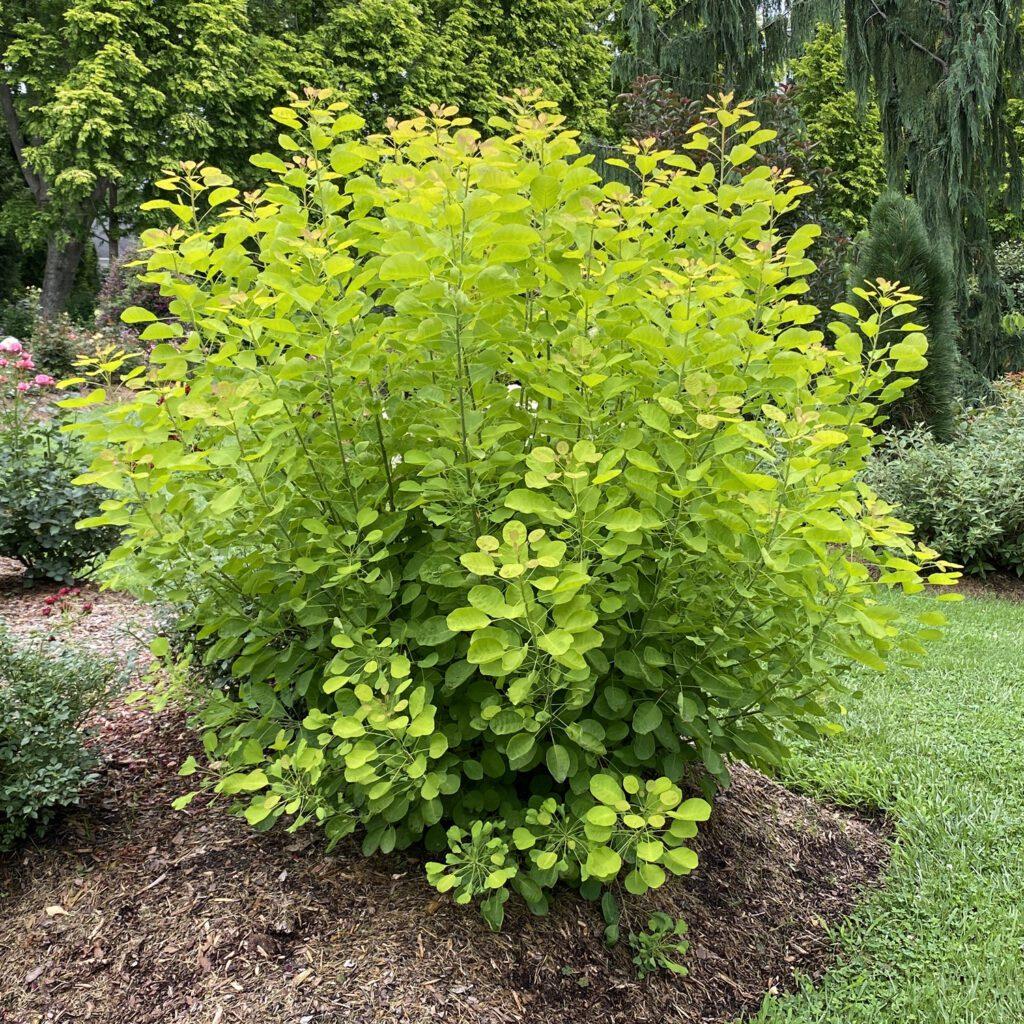 Cotinus Coggygria 'winecraft Gold' - View 3 from www redcrocus com