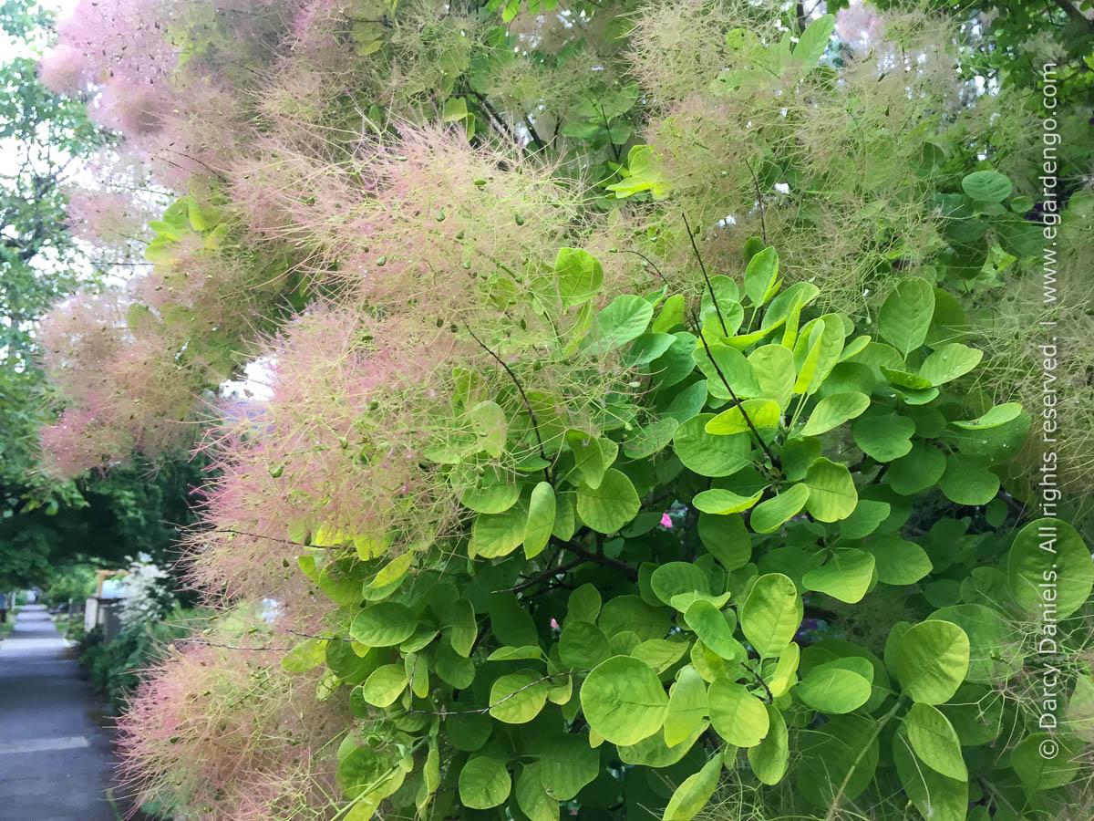 Cotinus Coggygria 'winecraft Gold' - View 40 from www redcrocus com
