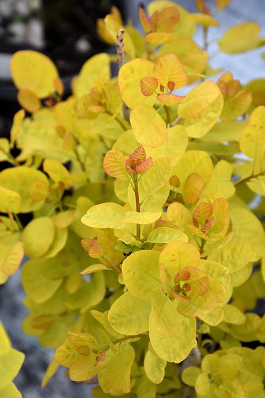 Cotinus Coggygria 'winecraft Gold' - View 4 from www redcrocus com