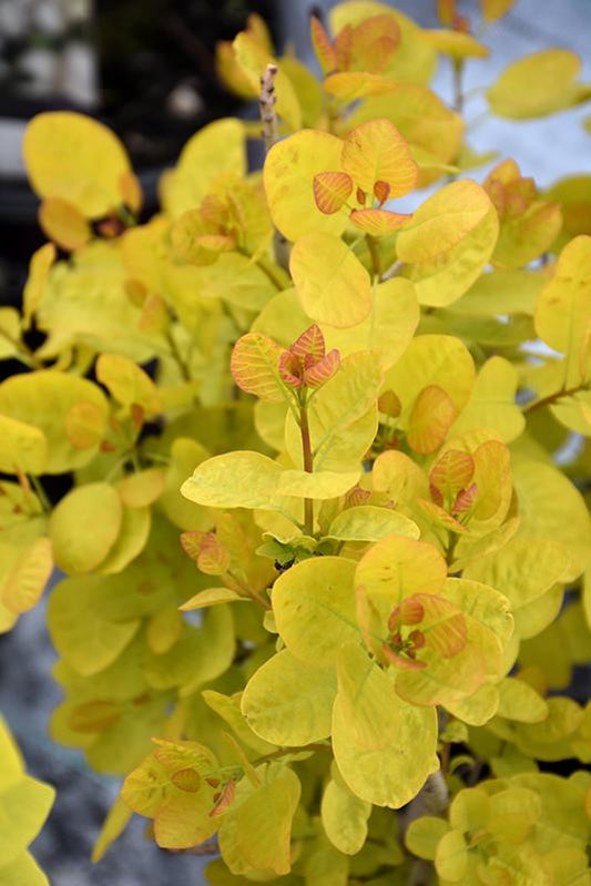 Cotinus Coggygria 'winecraft Gold' - View 4 from www redcrocus com