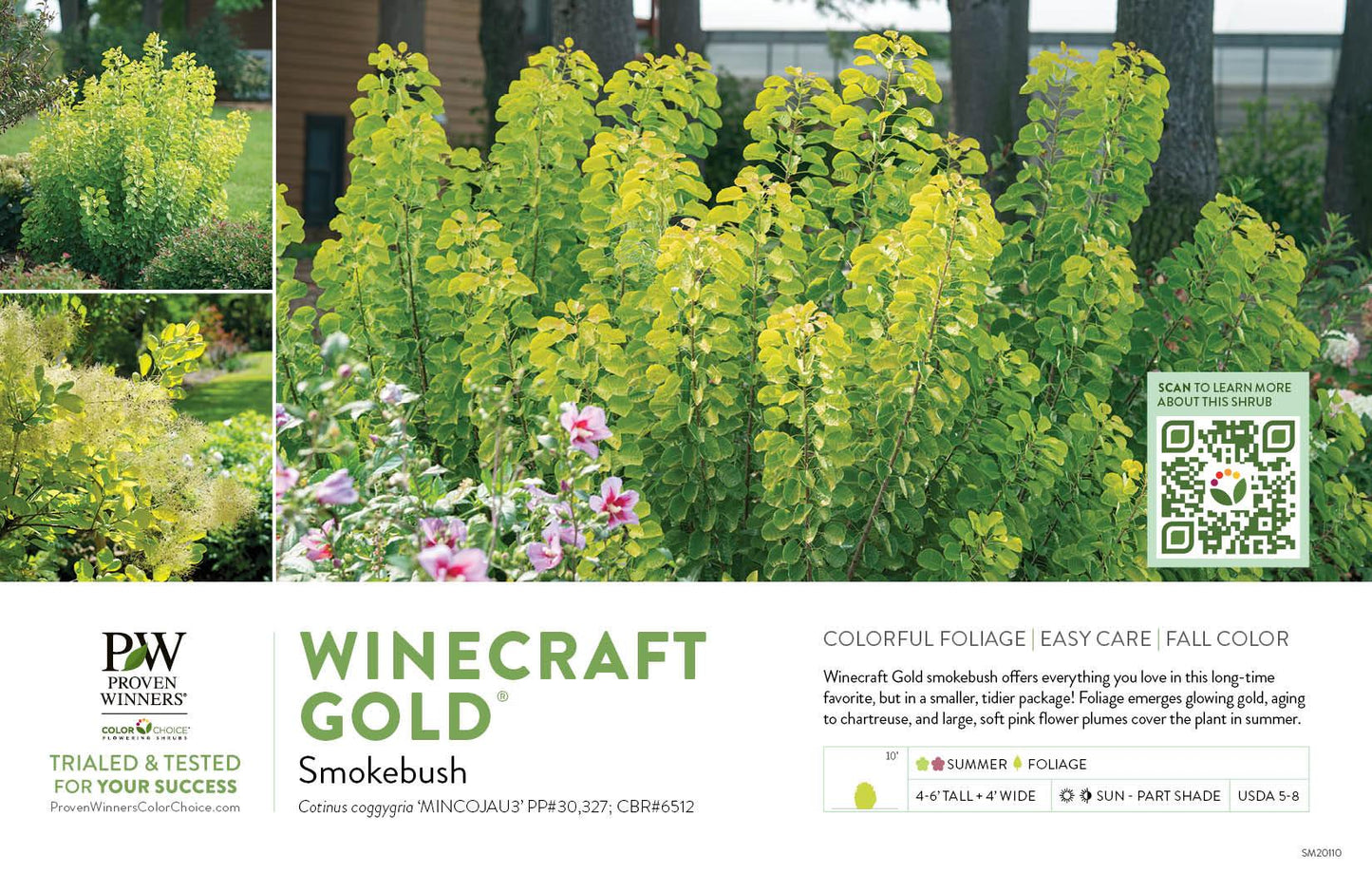 Cotinus Coggygria 'winecraft Gold' - View 5 from www redcrocus com
