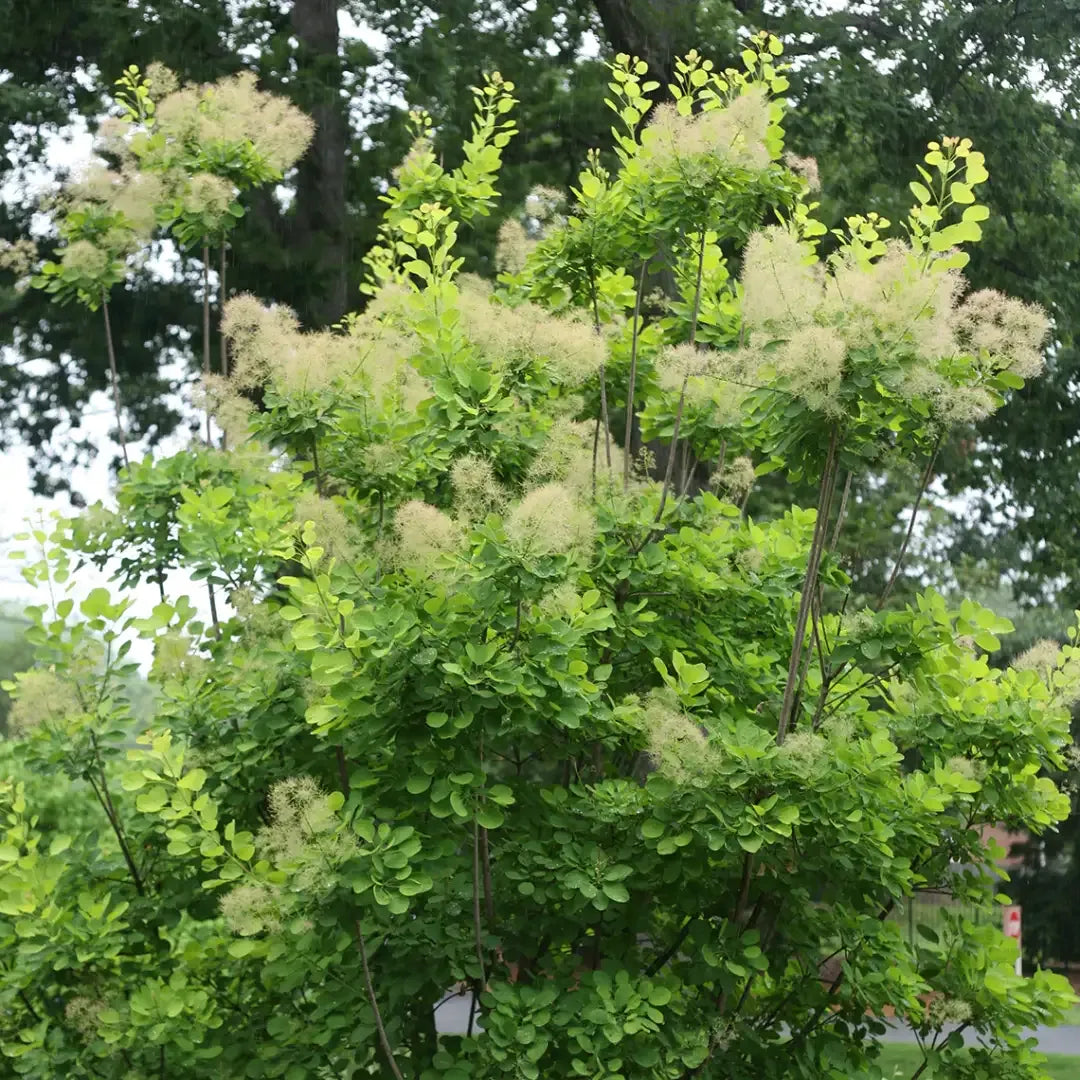 Cotinus Coggygria 'winecraft Gold' - View 6 from www redcrocus com