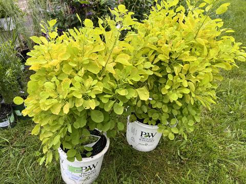 Cotinus Coggygria 'winecraft Gold' - View 6 from www redcrocus com