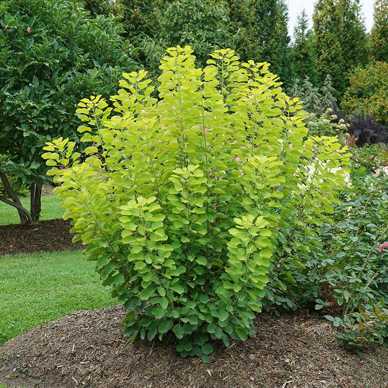 Cotinus Coggygria 'winecraft Gold' - View 9 from www redcrocus com