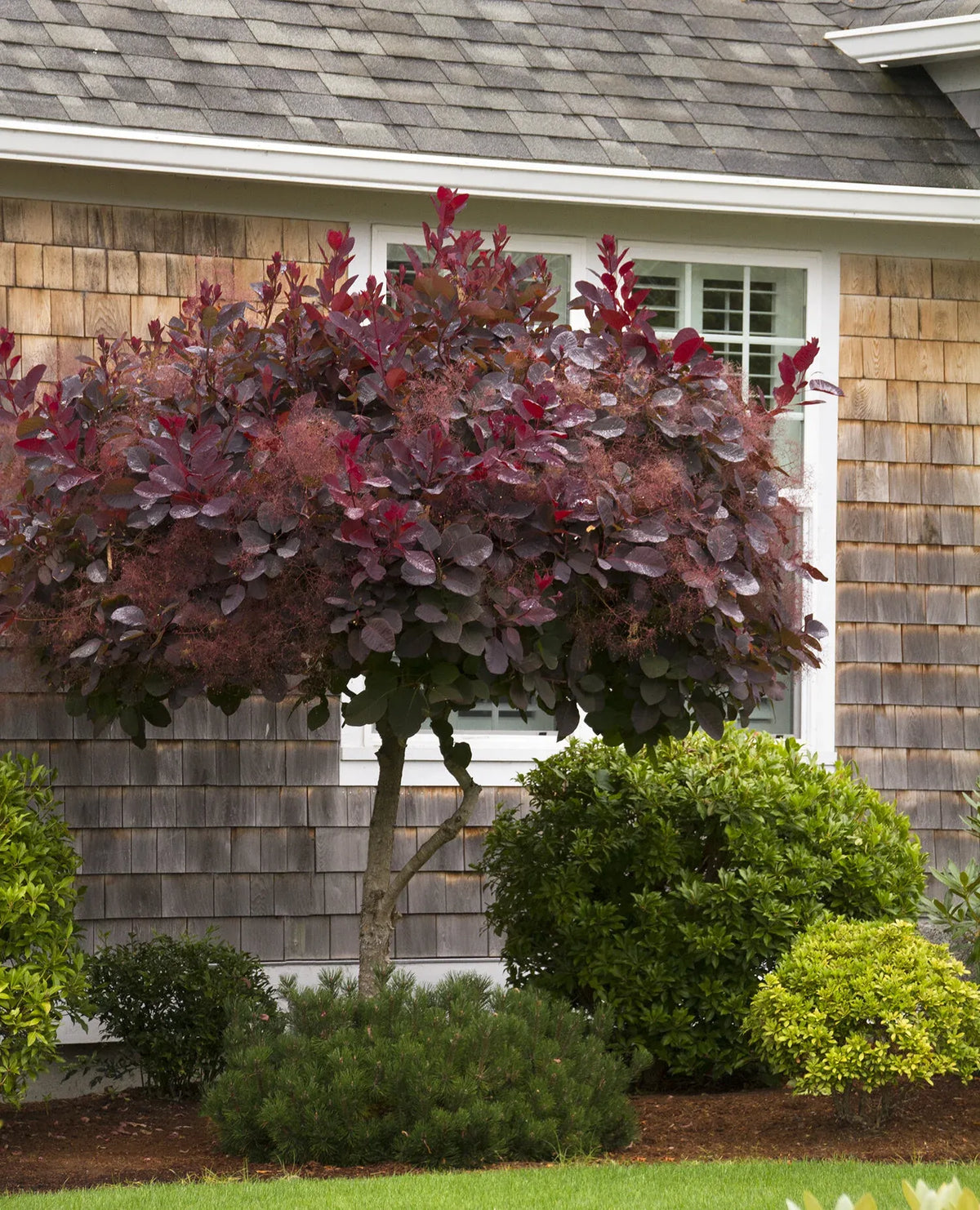 Cotinus Coggygria 'royal Purple' - View 21 from www redcrocus com
