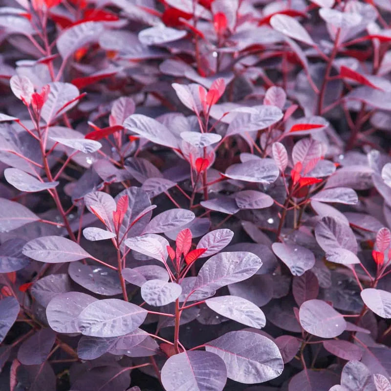 Cotinus Coggygria 'royal Purple' - View 37 from www redcrocus com