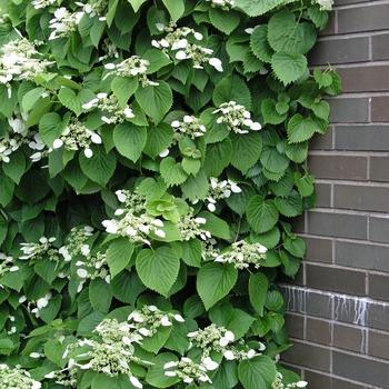 Schizophragma Hydrangeoides 'moonlight' Staked - View 10 from www redcrocus com