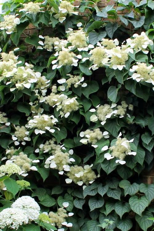 Schizophragma Hydrangeoides 'moonlight' Staked - View 12 from www redcrocus com
