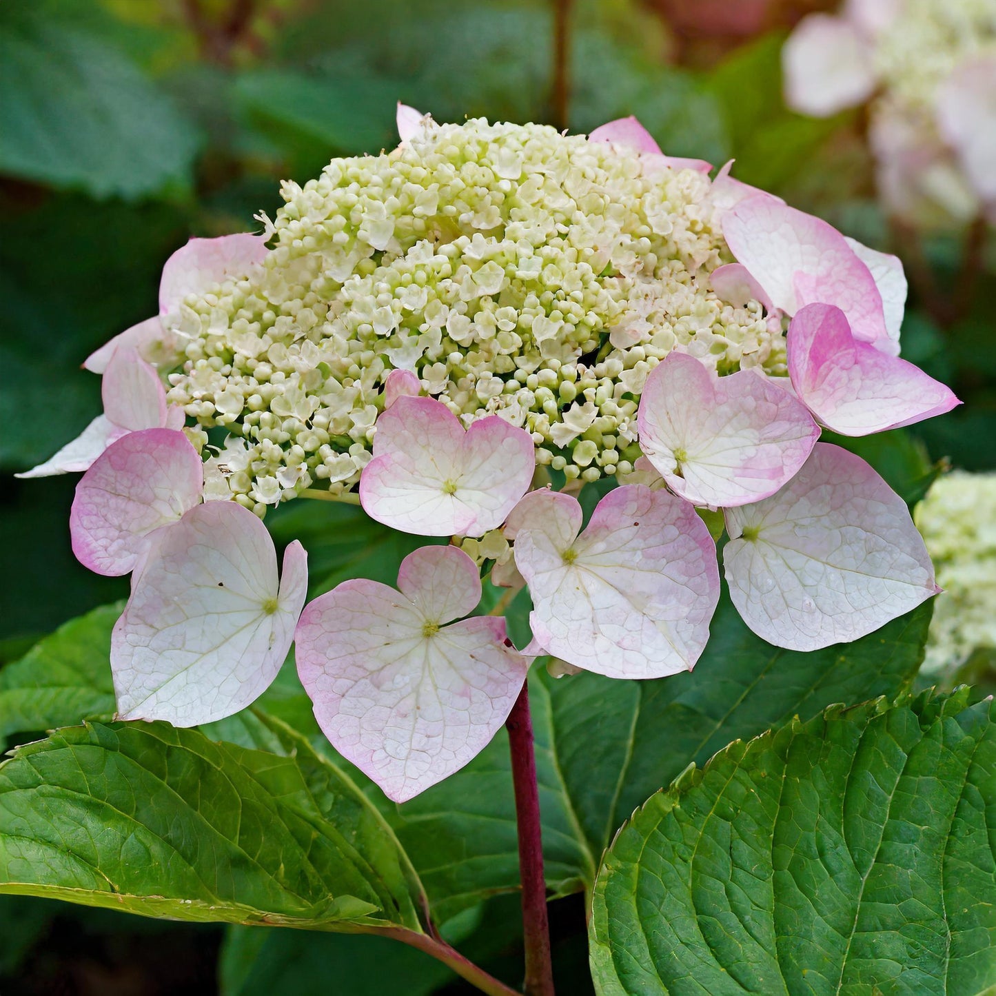 Schizophragma Hydrangeoides 'moonlight' Staked - View 14 from www redcrocus com
