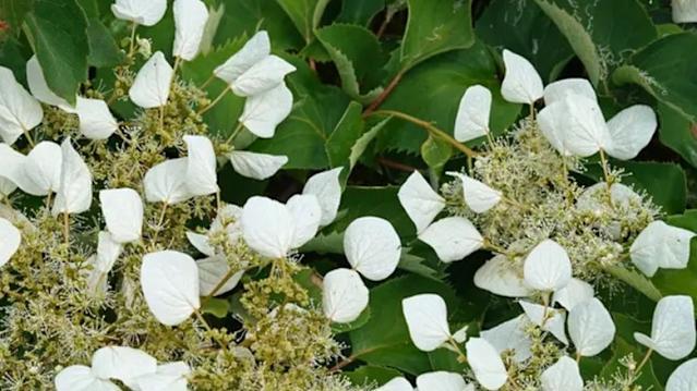 Schizophragma Hydrangeoides 'moonlight' Staked - View 15 from www redcrocus com