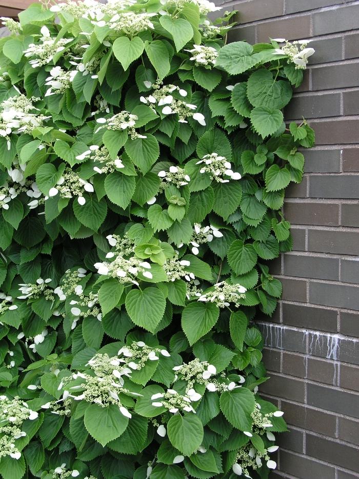 Schizophragma Hydrangeoides 'moonlight' Staked - View 16 from www redcrocus com