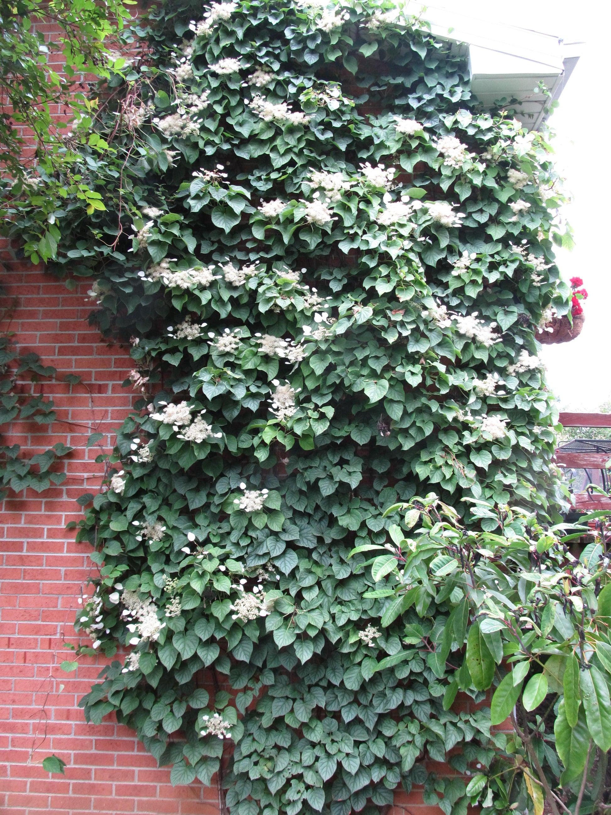 Schizophragma Hydrangeoides 'moonlight' Staked - View 17 from www redcrocus com