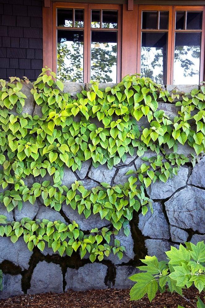 Schizophragma Hydrangeoides 'moonlight' Staked - View 18 from www redcrocus com