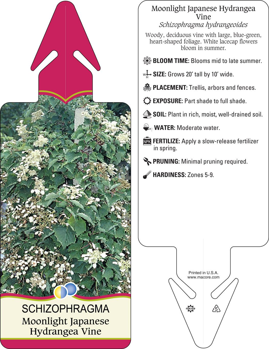 Schizophragma Hydrangeoides 'moonlight' Staked - View 19 from www redcrocus com