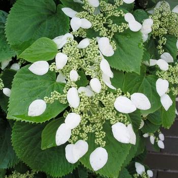 Schizophragma Hydrangeoides 'moonlight' Staked - View 22 from www redcrocus com