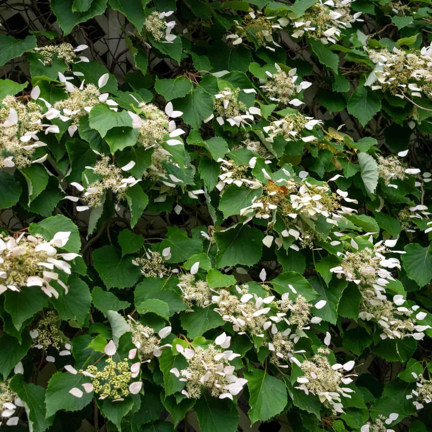 Schizophragma Hydrangeoides 'moonlight' Staked - View 23 from www redcrocus com