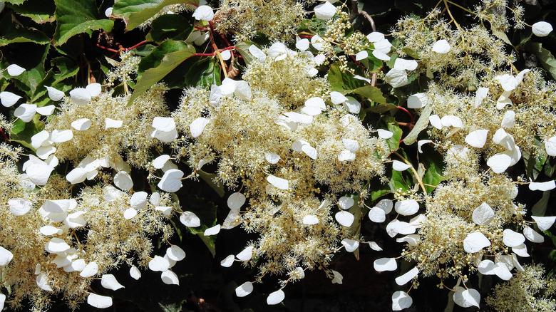 Schizophragma Hydrangeoides 'moonlight' Staked - View 24 from www redcrocus com