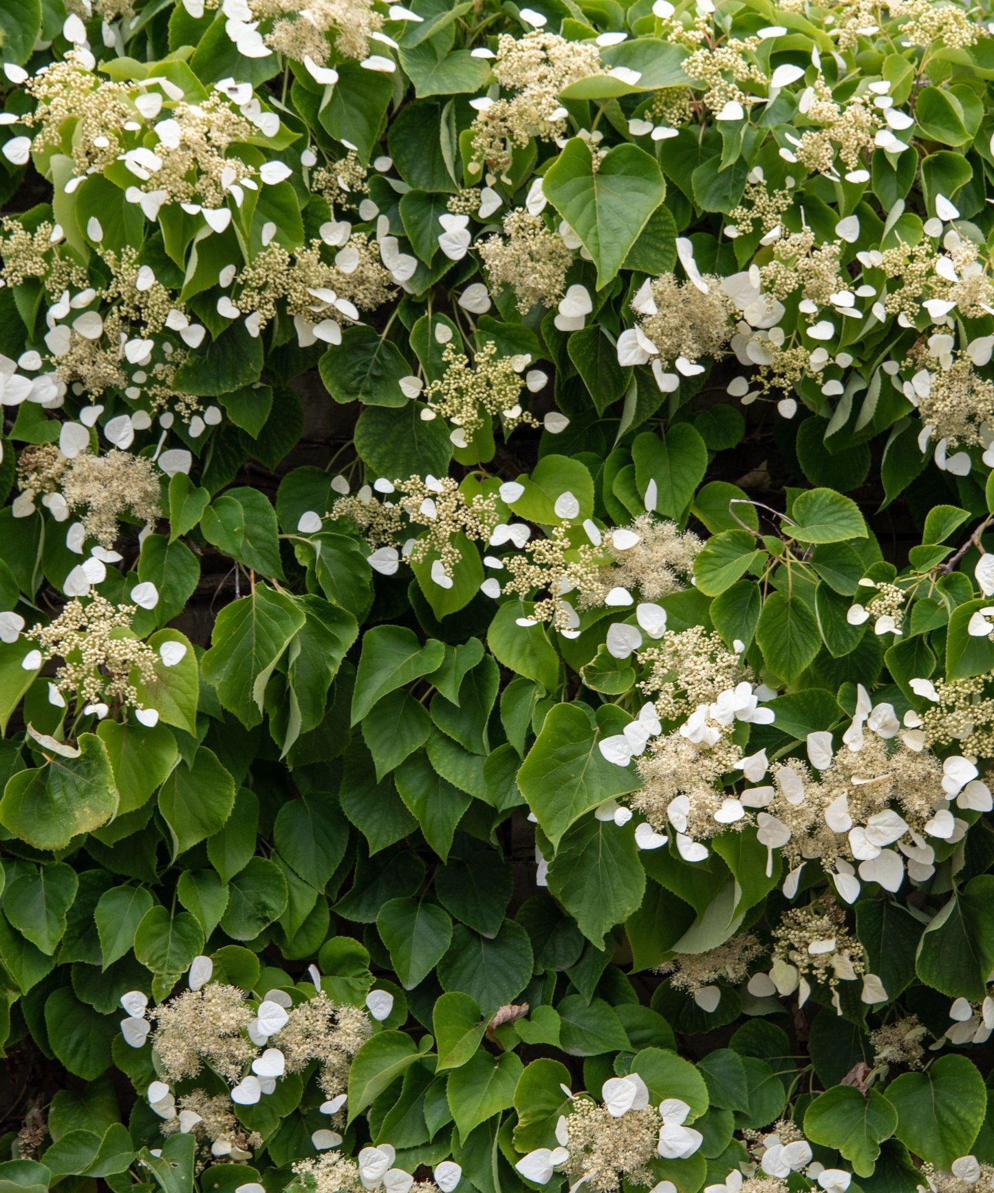 Schizophragma Hydrangeoides 'moonlight' Staked - View 25 from www redcrocus com