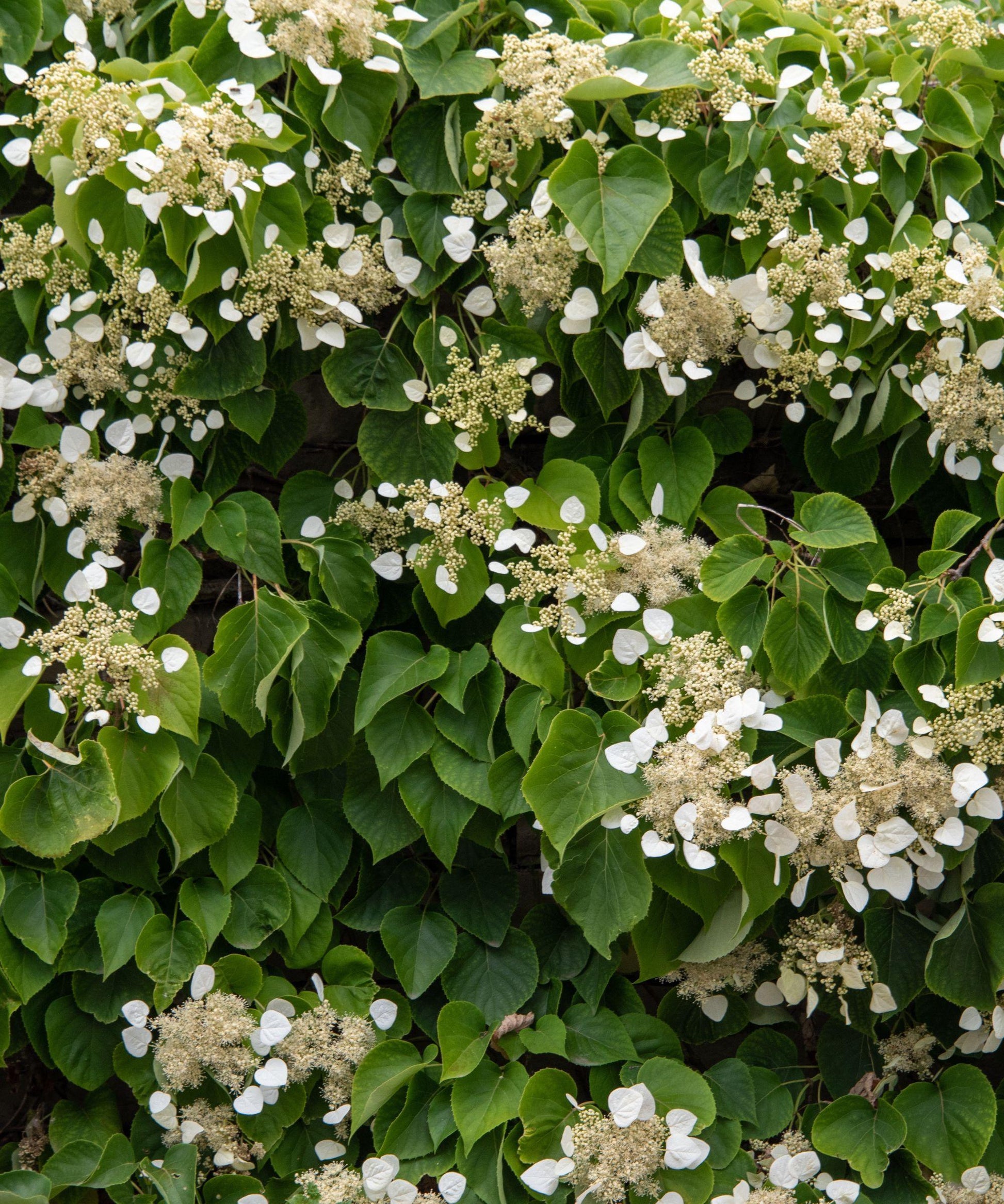 Schizophragma Hydrangeoides 'moonlight' Staked - View 25 from www redcrocus com